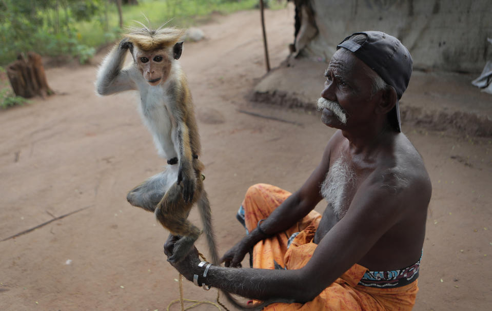 A Sri Lankan Telugu man holds his monkey performing tricks in a colony in Nachchikulama, Sri Lanka, Monday, June 8, 2020. Sri Lanka's Telugu community, whose nomadic lifestyle has increasingly clashed with the modern world, is facing another threat that could hasten its decline: the COVID-19 pandemic. (AP Photo/Eranga Jayawardena)