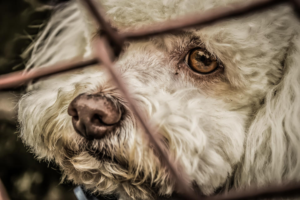 Una perrita callejera fue rescatada junto a sus cachorros y habría derramado lágrimas. Foto: fotocelia/ Getty Images