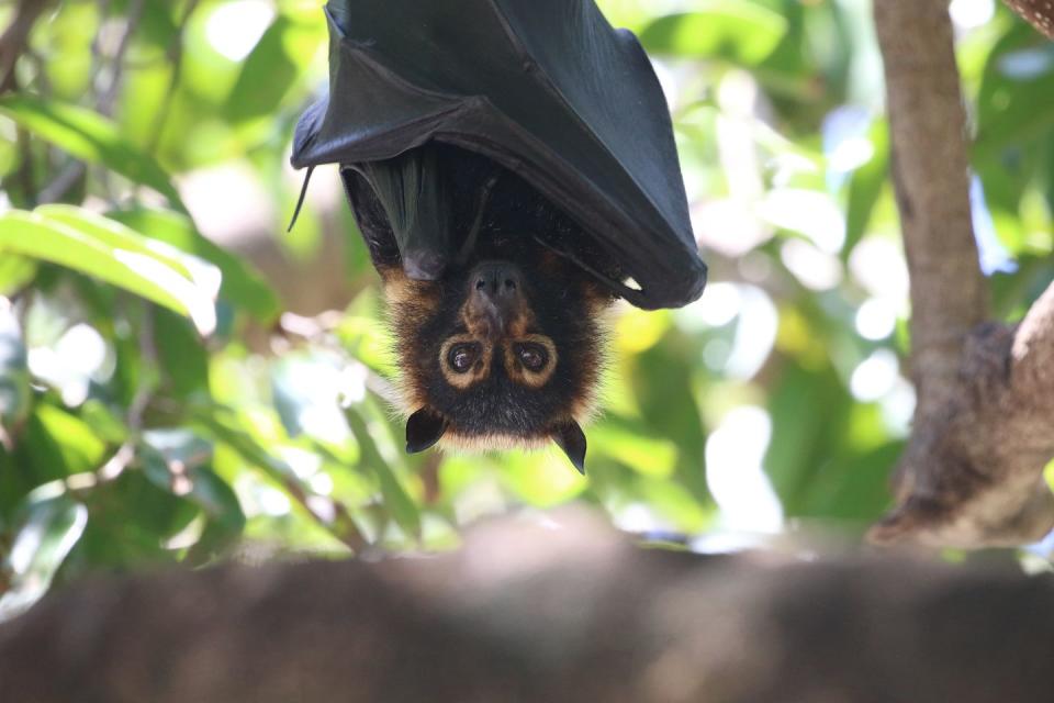 Unlike most bats, fruit bats have excellent vision.