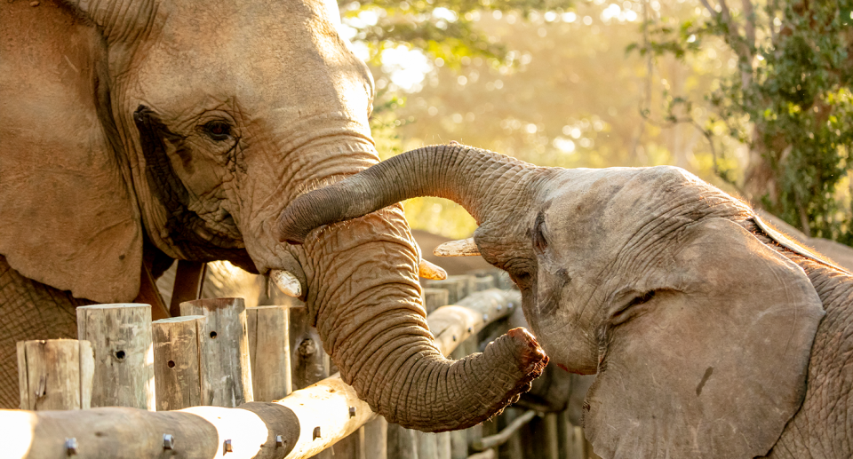 The young elephants meet the herd living near Victoria Falls. Source: IFAW / Lesanne Dunlop