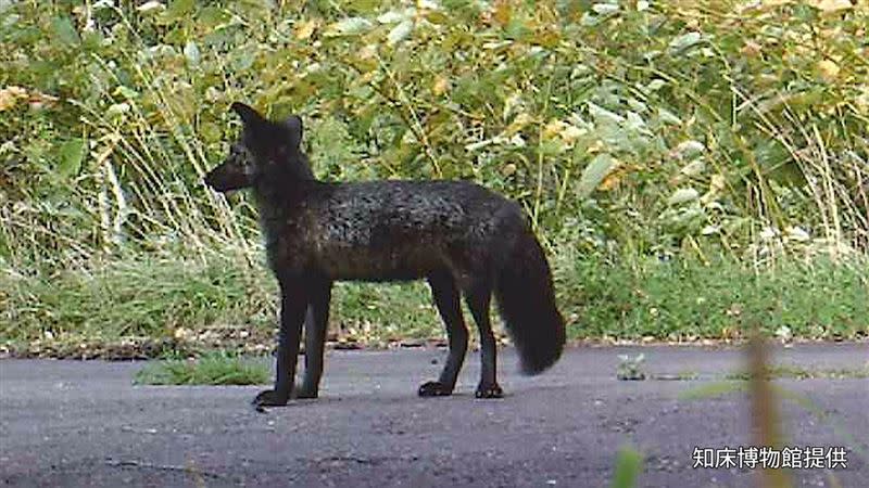 超稀有黑色狐狸現蹤北海道。（圖／翻攝自X）