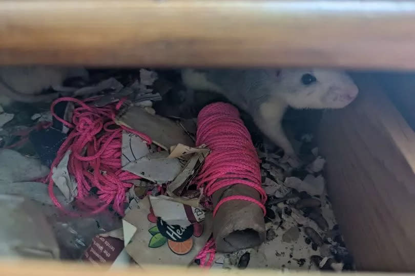 The rats had made a nest in a chest of drawers