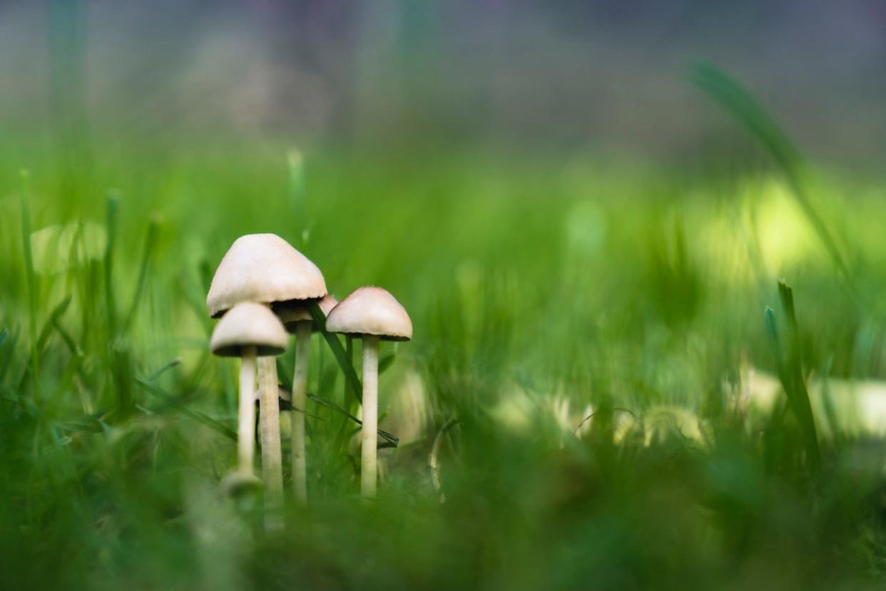 Mushrooms in the Lawn