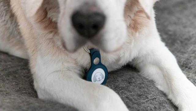 Here's why you don't put an AirTag on your dog's collar