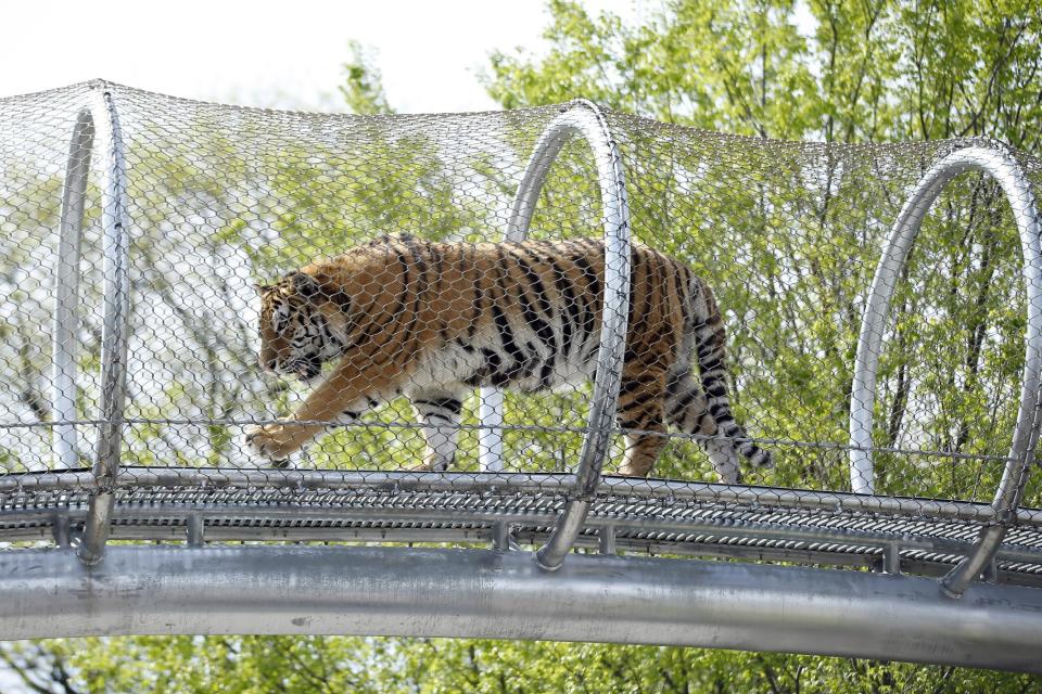 An Amur tiger walks across a passageway after a news conference at the Philadelphia Zoo, Wednesday, May 7, 2014, in Philadelphia. The see-through mesh pathway called Big Cat Crossing is part of a national trend called animal rotation that zoos use to enrich the experience of both creatures and guests. (AP Photo/Matt Slocum)