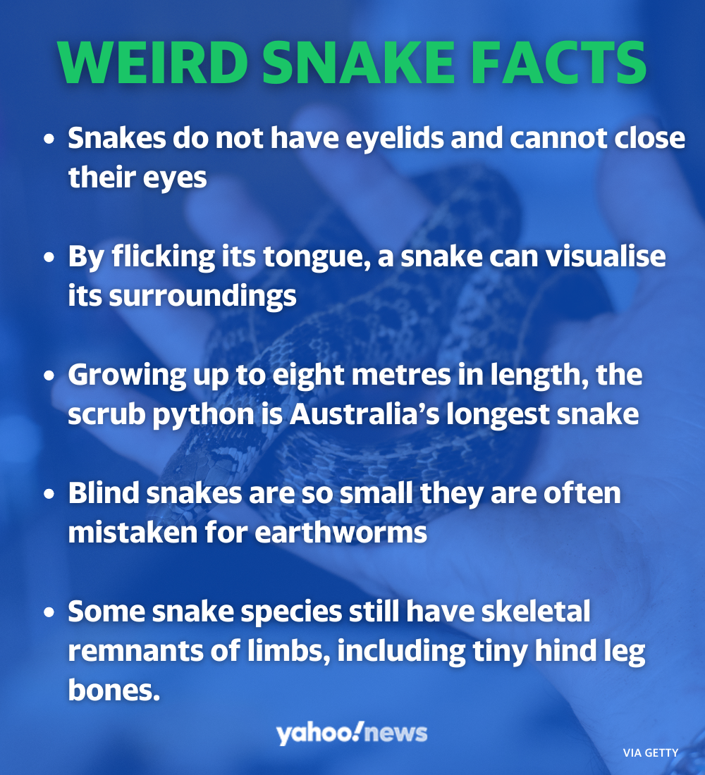 Weird snake facts