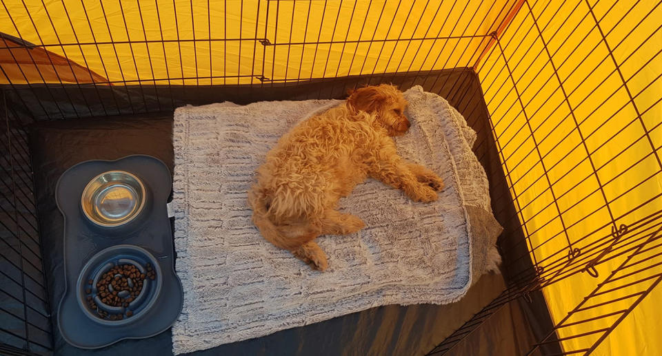 A photo of Bryn the dog, a four-month-old Cavoo lying down asleep in his cage.