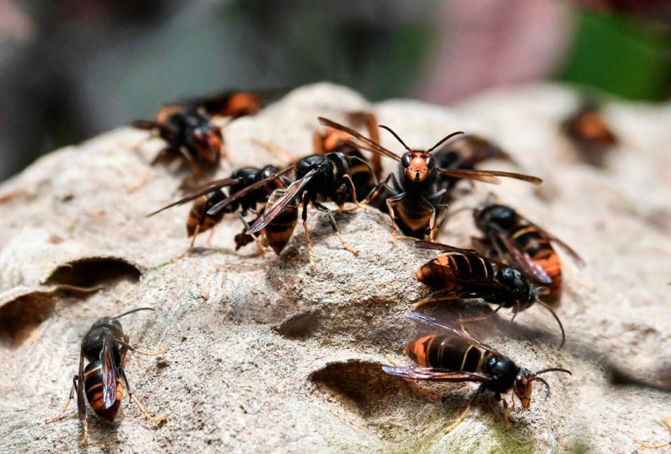 Asian hornets on their nest in Chisseaux near Tours, France (AFP via Getty Images)