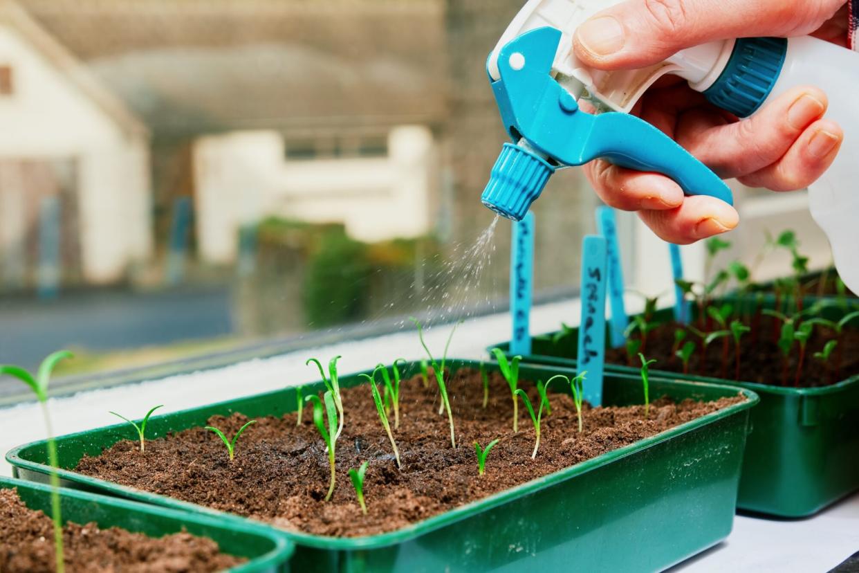 Seed germination on a window sill