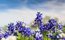 Texas-Bluebonnets-Spring-11-TXBLOOMS0316.jpg