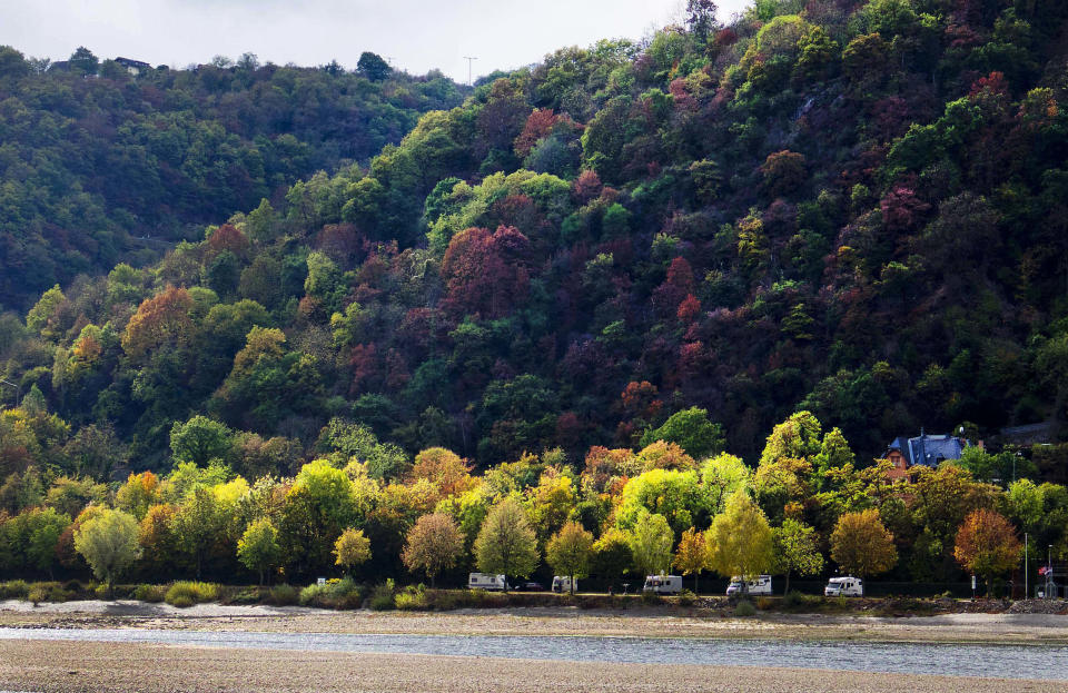 In this Wednesday, Oct.24, 2018 photo colorful trees are seen along the river Rhine near Bingen, Germany, during historically low water levels. A hot, dry summer has left German waterways at record low levels, causing chaos for the inland shipping industry, environmental damage and billions of euros of losses _ a scenario that experts warn could portend things to come as global temperatures rise. (AP Photo/Michael Probst)