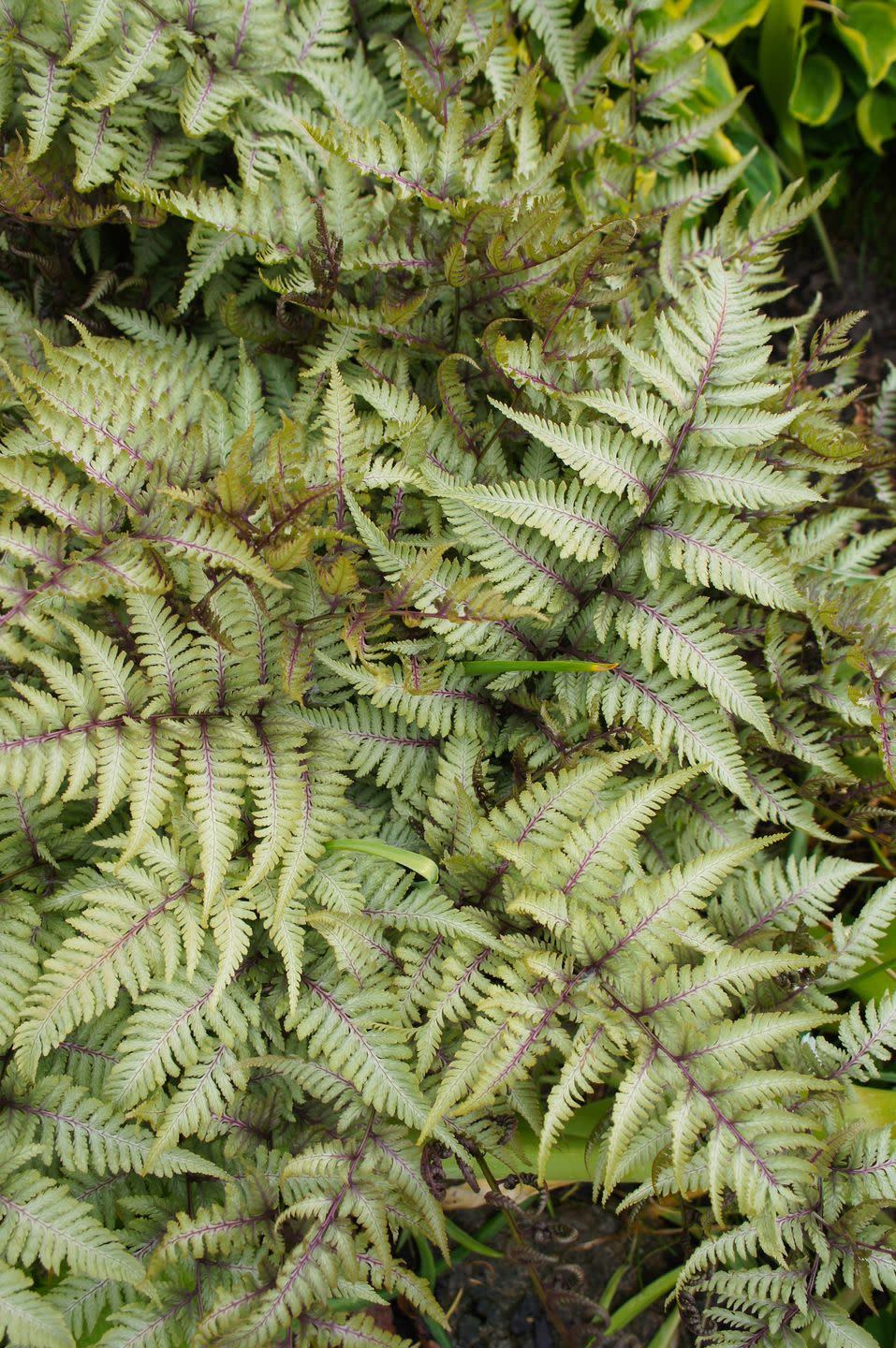 athyrium niponicum pictum or pewter lace or japanese painted fern vertical
