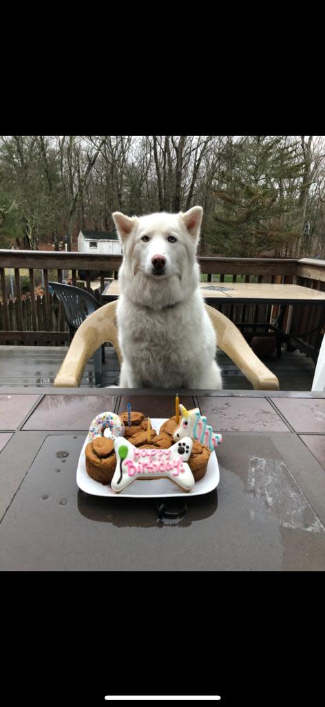 Luna, the Lee family's Siberian husky, always had a special treat, pupcakes, on her birthday, April 8. She was born in 2015.
