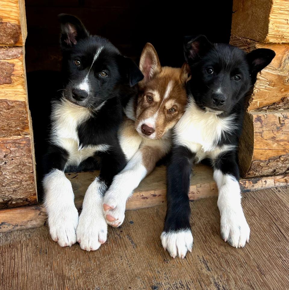 Denali National Park and Preserve's newest sled dogs, Mike, Bos'n and Skipper, are just a few months old, but they already have a long legacy.