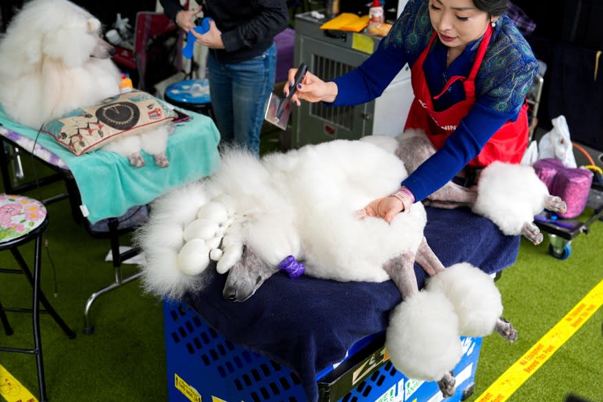 The 148th Annual Westminster Kennel Club Dog Show presented by Purina Pro Plan at the USTA Billie Jean King National Tennis Center on Monday, May 13, 2024 in New York City.