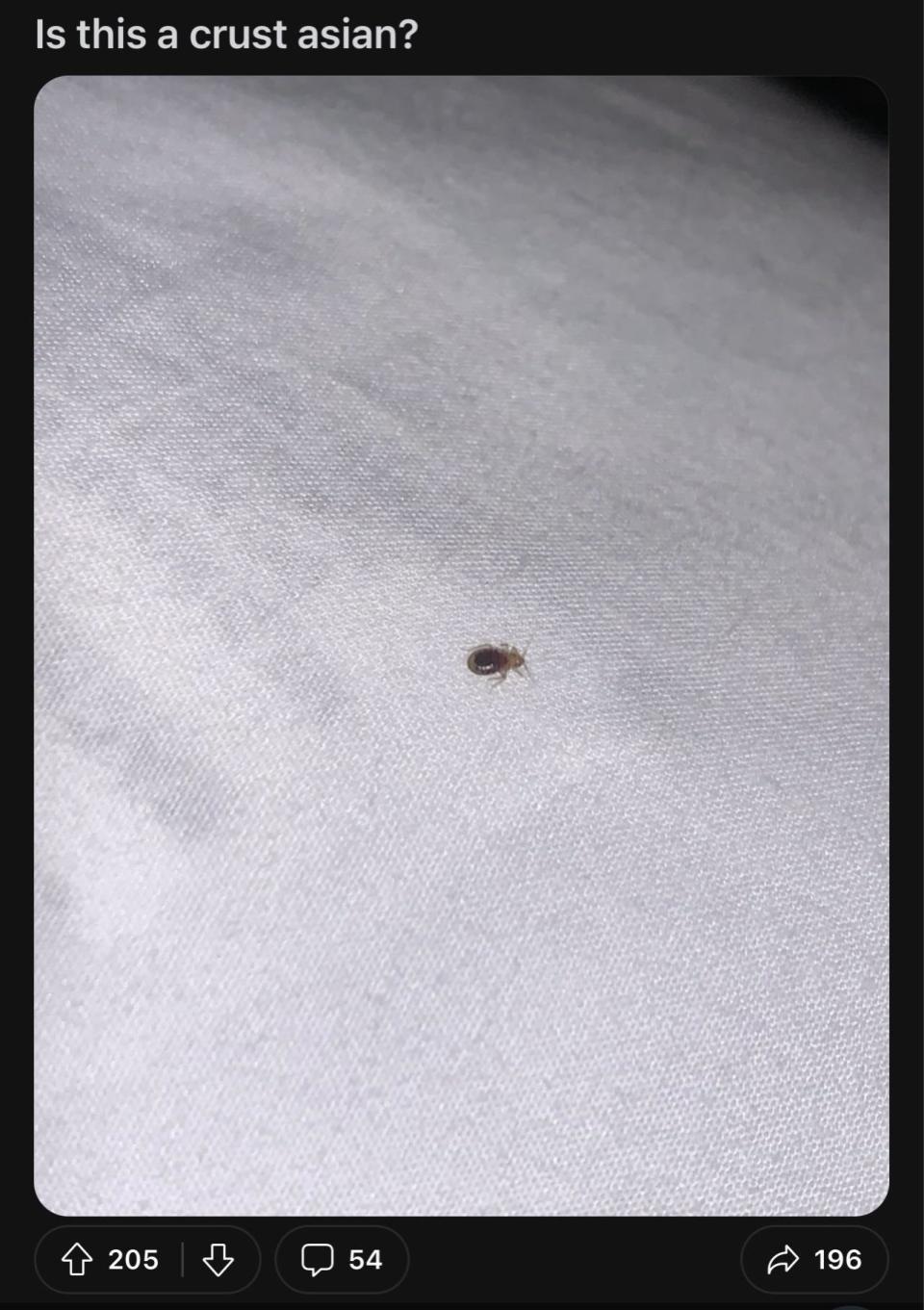 Photo of a small insect with text, "Is that a crust asian?"