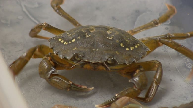 Invasive green crab impact being surveyed by conservation group