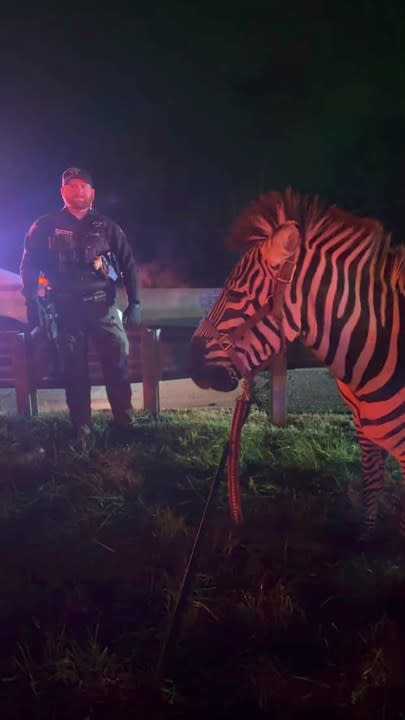 In this photo provided by Grant County Sheriff’s Office, animals are rescued by emergency responders after a truck fire near Marion, Ind., early Saturday, Jan. 27, 202. A truck hauling zebras and camels for a series of weekend circus performances caught fire early Saturday on the northeastern Indiana highway, prompting a police rescue of the animals. Sgt. Steven Glass with Indiana State Police says the tractor-trailer caught fire about 2 a.m. along Interstate 69 in Grant County about 60 miles northeast of Indianapolis. (Grant County Sheriff’s Office via AP)