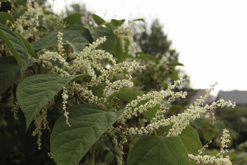 <span class="caption">Japanese knotweed in flower.</span> <span class="attribution"><span class="source">© Advanced Invasives 2018</span>, <span class="license">Author provided</span></span>