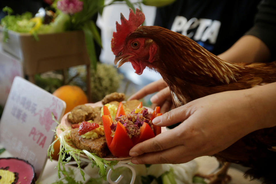 A rescued chicken named Cherry eats vegetables and cakes during a lunch event