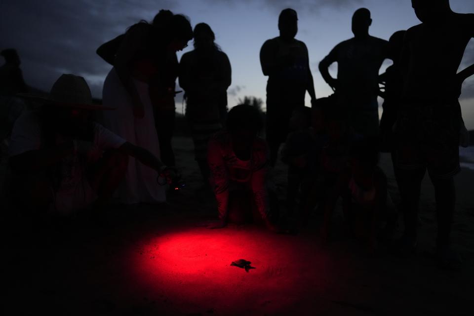 Residentes y ambientalistas observan cómo una cría de tortuga marina Cardón (Dermochelys coriacea) se dirige al océano después de ser liberada por conservacionistas en la playa de La Sabana, Venezuela, el domingo 16 de julio de 2023. Nueve crías de tortuga marina Cardón, la más grande del mundo, fueron liberados en la playa. (Foto AP/Ariana Cubillos)