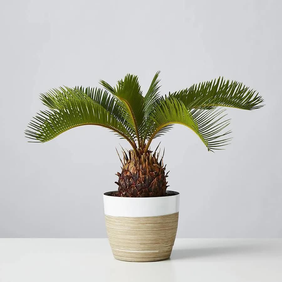 4) Sago Palm