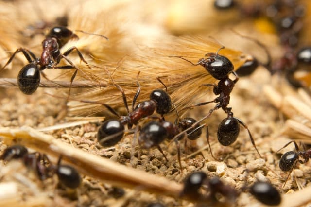 Macro of Black worker ants