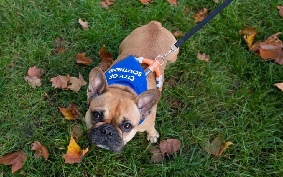 Sir David Amess's pet shows her support for Southend, which has been given city status in tribute to him - Julian Simmonds /for The Telegraph