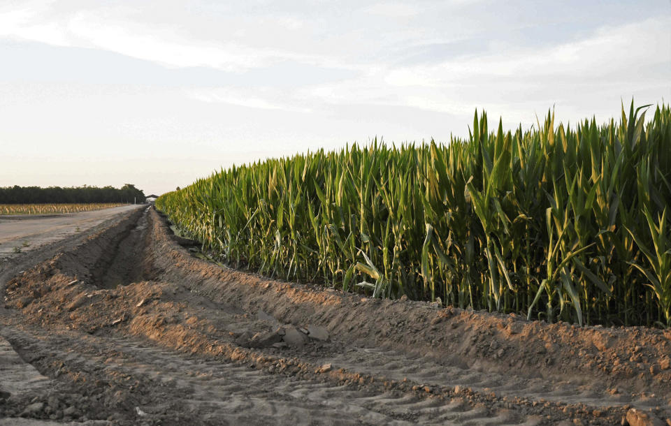 This photo taken Saturday, June 29, 2019, shows an area where Tulare County detectives are investigating a homicide that happened in Porterville, Calif. A woman who was prosecuted in Montana for attempting to drown her 10-month-old son in 2008 has been arrested in California for killing her 12-year-old son and seriously injuring her 7-year-old son. The Tulare County Sheriff's office says someone called 911 Saturday to report that 45-year-old Sherri Telnas was acting strangely and had taken her sons to a corn field across the street from their rural home in Porterville. Deputies found them unresponsive in an irrigation ditch. They were rushed to a hospital where the older boy died from his injuries. The younger one was listed in critical condition. (Sheyanne Romero/Visalia Times-Delta via AP)