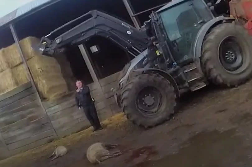 Sheep sadly died after a XL Bully dogs attack on Paul Jones farm in Rhosllanerchrugog