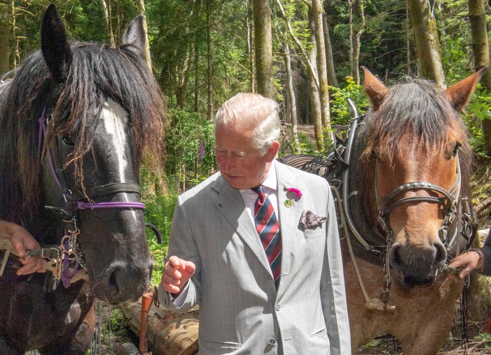 Britain's Prince Charles, Prince of Wales reacts as he meets with horse loggers from the British Horse Loggers, as they work in Tyn-y-Coed Forest near Llantrisant, south Wales, on July 1, 2019. - The Prinec of Wales is Patron of the British Horse Loggers, an independent group formed to represent those either working with horses in forestry or anyone interested in the art of horse logging and supporting the skill, and the only national body representing those working in the industry. (Photo by Arthur Edwards / POOL / AFP)        (Photo credit should read ARTHUR EDWARDS/AFP via Getty Images)