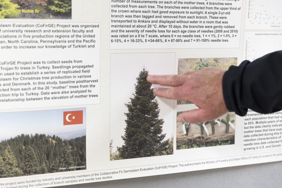 Gary Chastagner, a Washington State University professor called "Dr. Christmas Tree" points to a photo of a Turkish fir tree from a 2010 collection trip to identify trees which can help produce superior disease and insect-resistant Christmas trees at the school's Puyallup Research and Extension Center on Thursday, Nov. 30, 2023, in Puyallup, Wash. Chastagner has been working with breeders to see if species from other parts of the world — for instance, Turkish fir — are better adapted to conditions being wrought by climate change. (AP Photo/Jason Redmond)