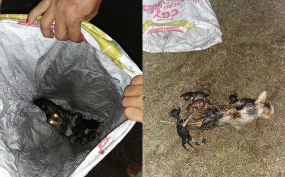 The cats were soaked to the bone when Mohd Yani found them on Tuesday night. — Pictures via Facebook/mohdyani.yani.96