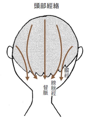 頭部經絡