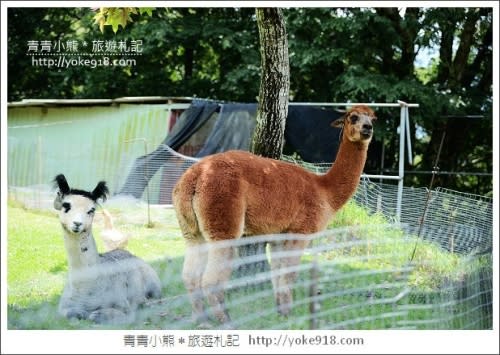 南投一日遊》清境貝卡巧克力莊園 清境好玩景點推薦