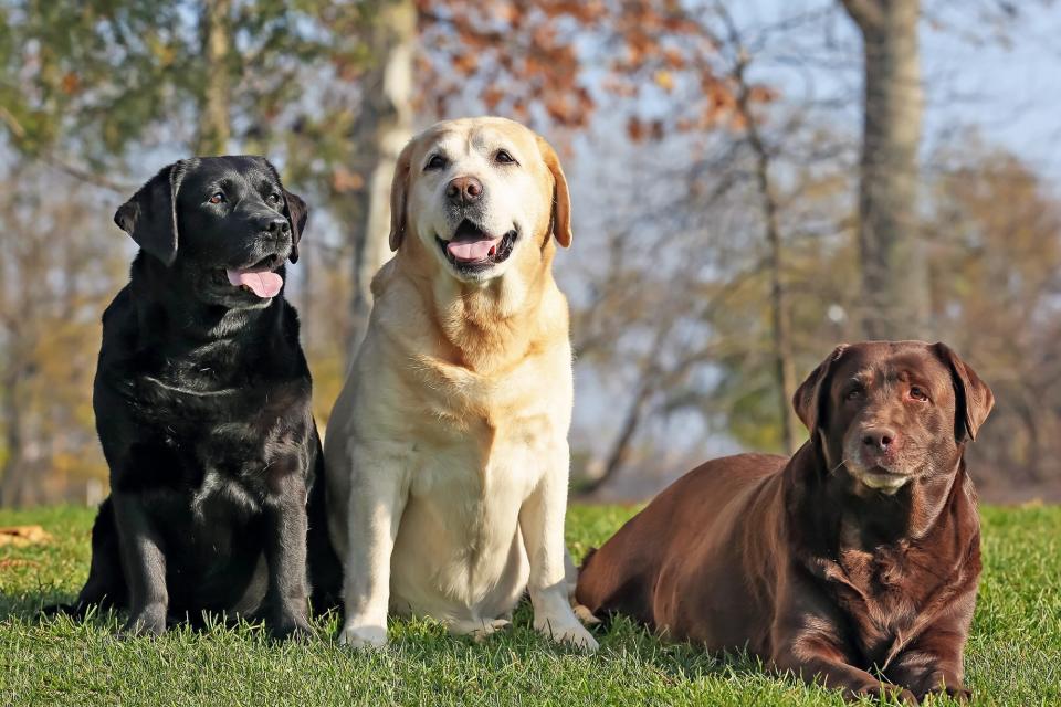 Black, Yellow, and Chocolate Labrador Retrievers together on grass in front of a grove of trees