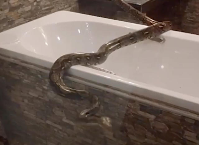 Wild footage shows snake slithering around toilet
