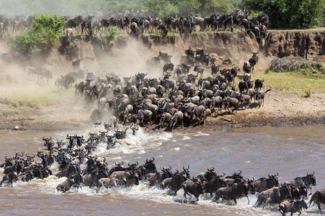 Annual Great Migration at the Serengeti.