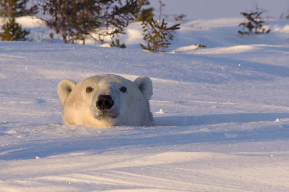 MANDATORY CREDIT: Christine Haines/Rex Features. IMAGES OUTSIDE OF PRINT NEWSPAPER SUBSCRIPTIONS. FEES APPLY FOR UNIQUE IPAD USE.Mandatory Credit: Photo by Christine Haines/REX (3685663c)The mother and the cub peeked out on day eightPolar bear mother and cub peer out from den,Wapusk National Park in Manitoba, Canada - Mar 2014FULL COPY: http://www.rexfeatures.com/nanolink/oqvjAfter wildlife photographer Christine Haines spent eight days watching a polar bear den, she thought she was out of luck in catching sight of them.However her patience in the biting cold of the Wapusk National Park in Manitoba, Canada was rewarded when she managed to steal a few snaps of a first a cub, then its mother peeking out of their hole.Christine explains: 