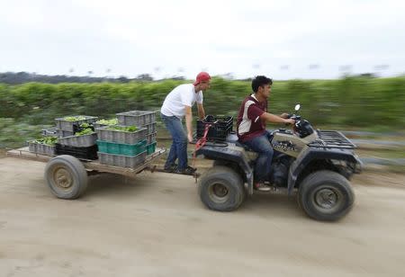 Makoto Chino (R) pulls freshly picked vegetables with an all-terrain vehicle (ATV) on his family's farm in Rancho Santa Fe, California August 12, 2014. REUTERS/Mike Blake