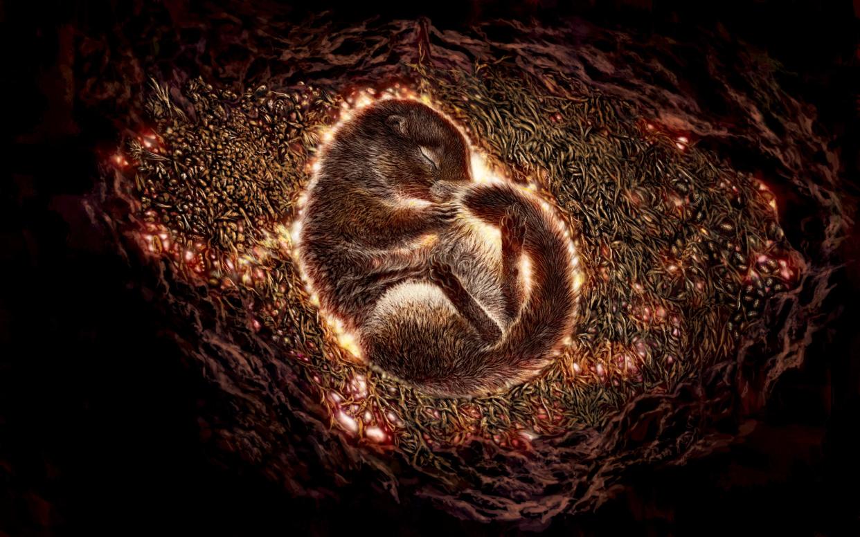 An illustration of a small Arctic ground squirrel with a furry tail curled up in a burrow underground.