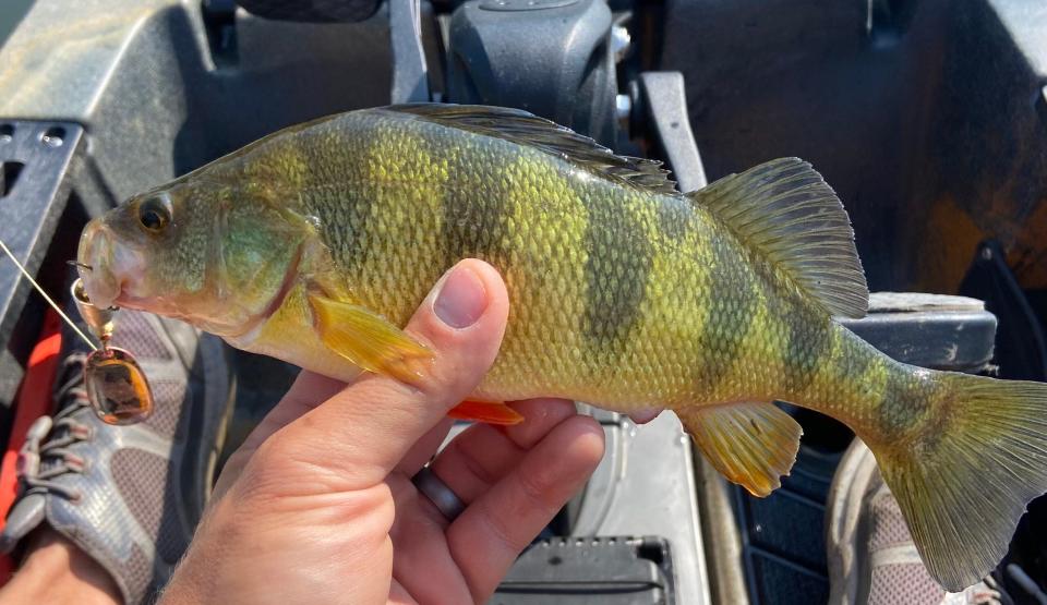 fisherman holds a yellow perch—a popular freshwater fish.