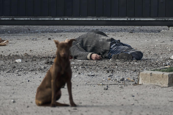 A stray dog sits near the dead body of a local citizen, killed in Russian shelling that hit an industrial area in Kherson, Ukraine, Friday, Feb. 3, 2023. (AP Photo/LIBKOS)