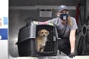 Greater Good Charities, Mars Petcare and PEDIGREE Foundation, the charitable arm of the PEDIGREE® brand, join forces to launch Good Flights “Flying to Forever Homes” initiative to airlift hundreds of shelter pets to new adoptive homes in 2021.