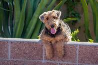 <p>The largest of all the terriers, Airedale Terriers are adventurous, sporty dogs known for <a href="https://www.womansday.com/life/pet-care/g1640/outdoor-dog-toys/" rel="nofollow noopener" target="_blank" data-ylk="slk:their playfulness;elm:context_link;itc:0;sec:content-canvas" class="link ">their playfulness</a>. (Not to mention their intelligence, making them easy to train.) Dog Time notes that though <a href="https://dogtime.com/dog-breeds/airedale-terrier#/slide/1" rel="nofollow noopener" target="_blank" data-ylk="slk:they do shed a few times a year;elm:context_link;itc:0;sec:content-canvas" class="link ">they do shed a few times a year</a>, maintaining a good coat through regular brushing will keep the stray fur at bay. </p>