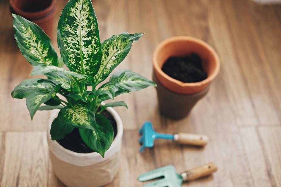 <p>This striking houseplant contains needle-shaped calcium oxalate crystals called raphides, which, when ingested, can cause a host of unpleasant symptoms. Be careful if you have small children or pets. </p>