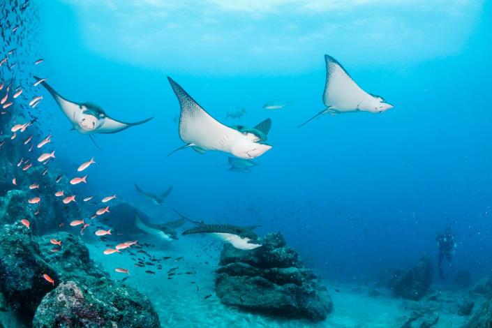 Escuela de rayas águila Unas 20 nadan a lo largo del borde del arrecife en Wolf Island.