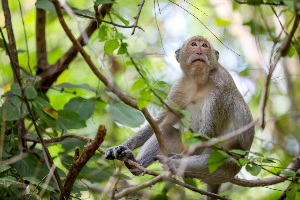 Image: A macaque in Cambodia.
Earlier this year, long-tailed macaques and pig-tailed macaques were listed as
endangered species by the International Union for Conservation of Nature. (Anton L. Delgado)