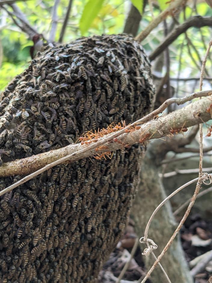 Un nid-ruche d'Apis andreniformis (abeille naine noire) et de fourmis tisserandes à Singapour, novembre 2021. (Photo : Clarence Chua)