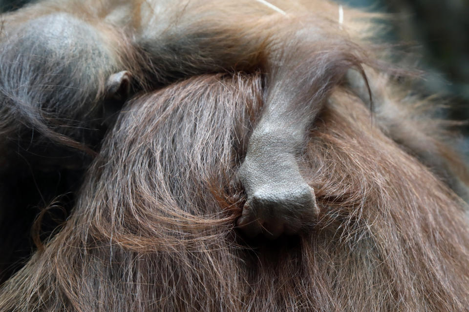 Java, a 7-months-old orangutan, sleeps on the back of his mother, Theodora, at the Jardin des Plantes zoo, in Paris, Sunday, June 16, 2019. (AP Photo/Thibault Camus)